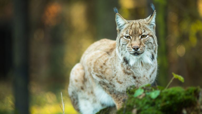 About Hungary - Eurasian lynx roams free in Hungary