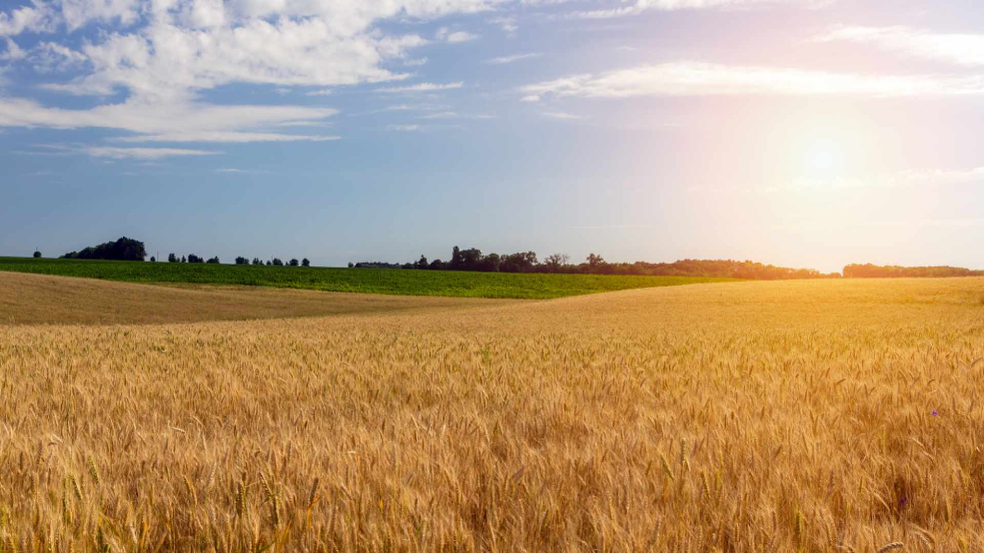 About Hungary - Minister for Agriculture: The interests of Hungarian ...